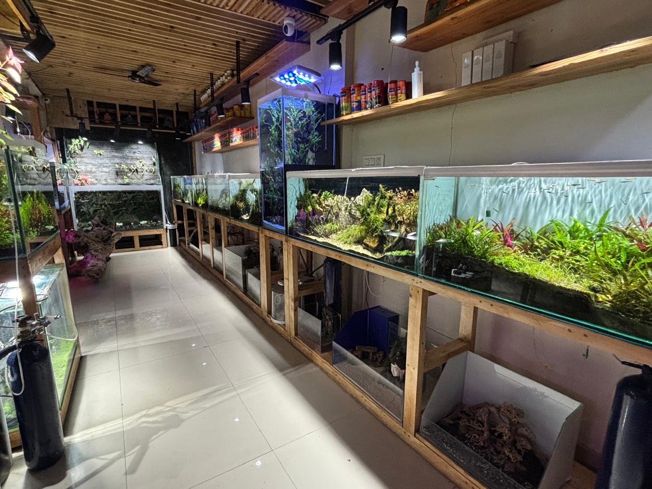 Buy Aquarium Plants Online | Live Aquatic Plants