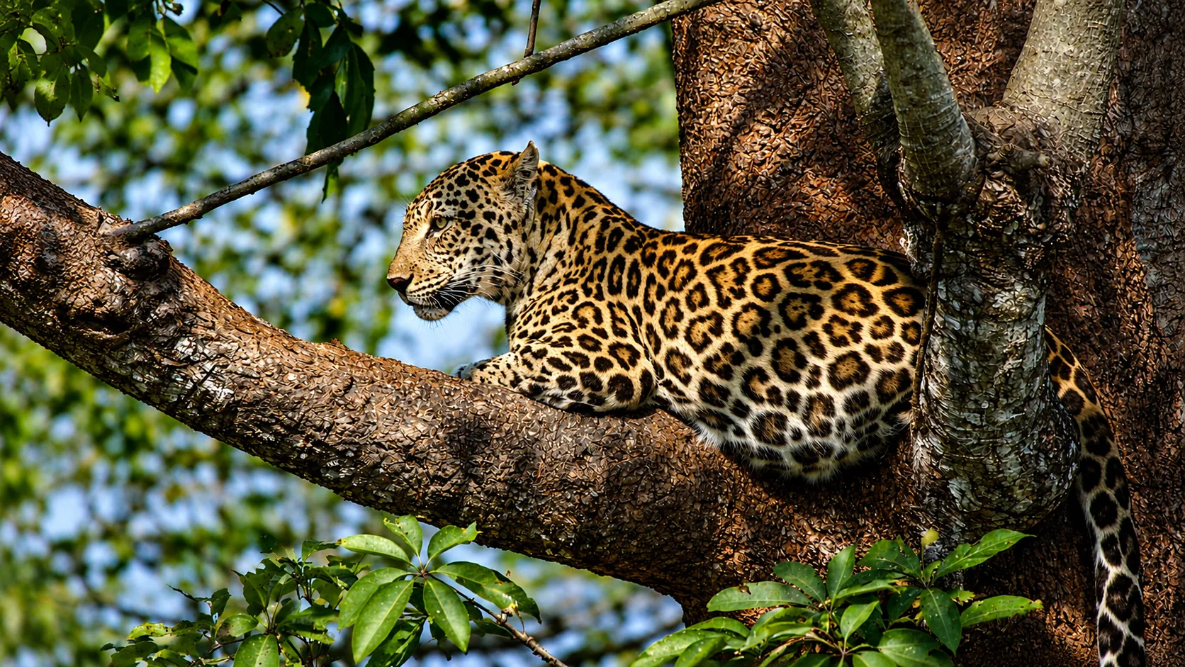 Plan a Luxury India Holiday with Idyllic India Tours