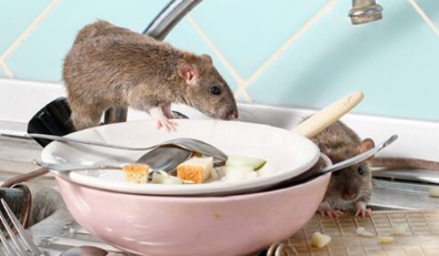Rat Exterminator In Kolkata