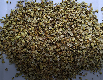 Coriander-seeds-split