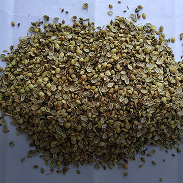 Cumin Seeds Exporter – Barter International