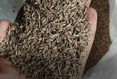 Cumin Seeds Exporter – Barter International