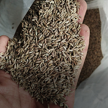 Cumin Seeds Exporter – Barter International