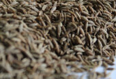 Cumin Seeds Exporter – Barter International