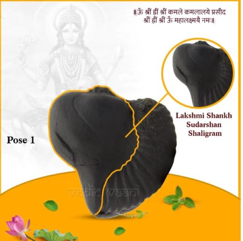 : Buy Shaligrams Black Original Stone