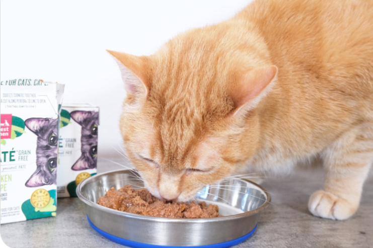 The 10 Healthy Best Dry Cat Foods of 2024