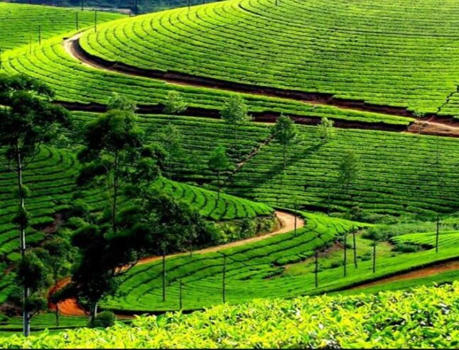 Topslip,Valparai,Athirapally Tour Package