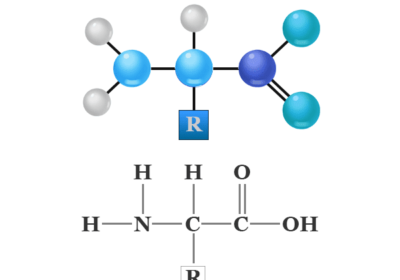 amino-acid-structure