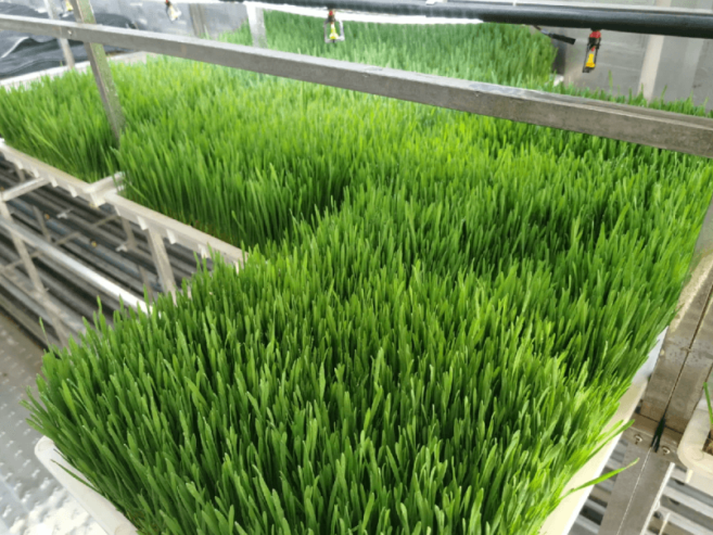 Hydroponic Fodder System for Livestock Feeding