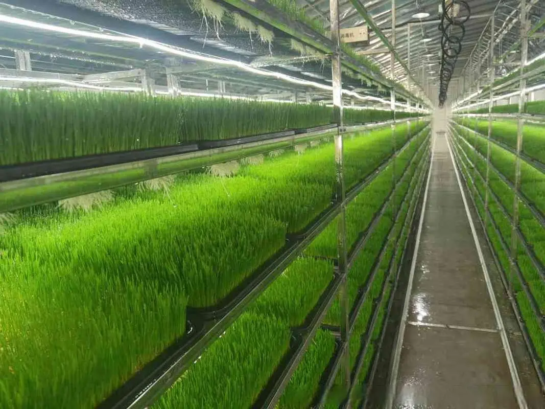 Hydroponic Fodder System for Livestock Feeding