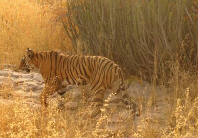 A_tiger_at_Ranthambore_National_Park-1