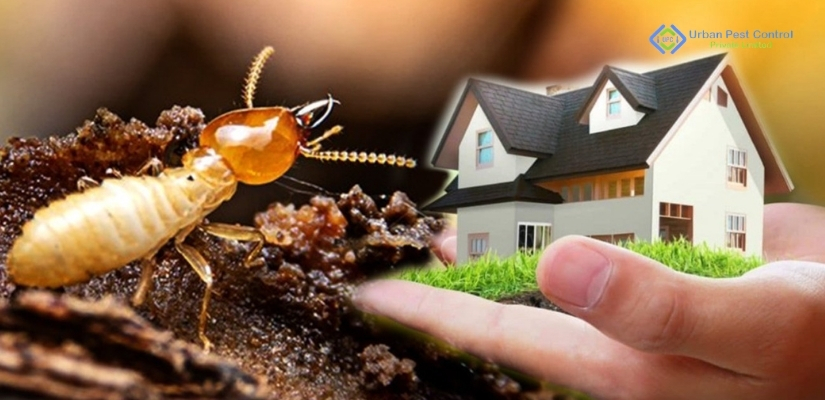 Best Pest Control Services in Gurgaon