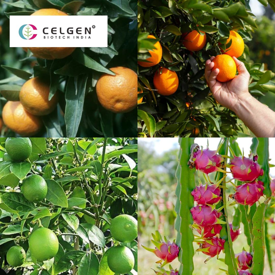 Premium Tissue Culture Plants & Nutrient Boosters