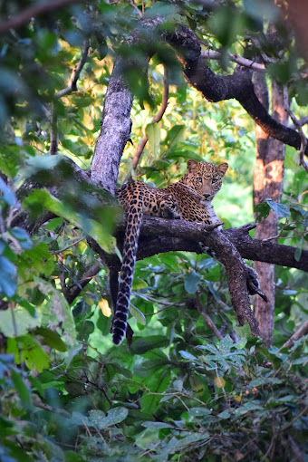 Explore India’s Best Wildlife Safari with Pugdundee S