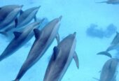 THINGS TO DO IN HURGHADA
