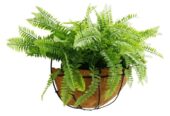 Hanging Artificial Wide Leaf Buxus Flowering Basket 18