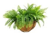 Hanging Artificial Wide Leaf Buxus Flowering Basket 18