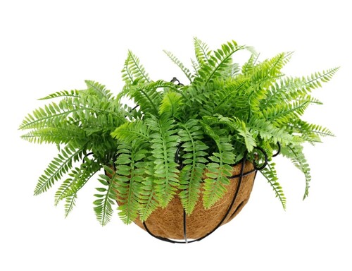Hanging Artificial Wide Leaf Buxus Flowering Basket 18