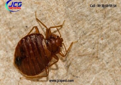 bedbug-control-1