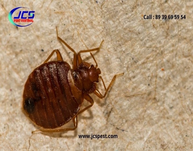 Best Termite Control In Chennai