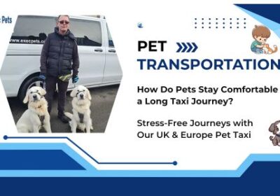 How-Do-Pets-Stay-Comfortable-on-a-Long-Taxi-Journey