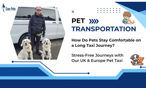 Looking for a Reliable Pet Transport Service in Milton