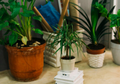 air-purifier-plants-for-office-4
