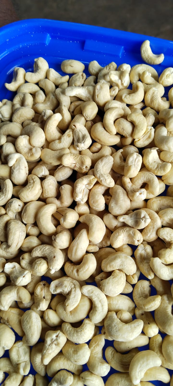 wholesaler supplier -cashew nuts- SONIPAT