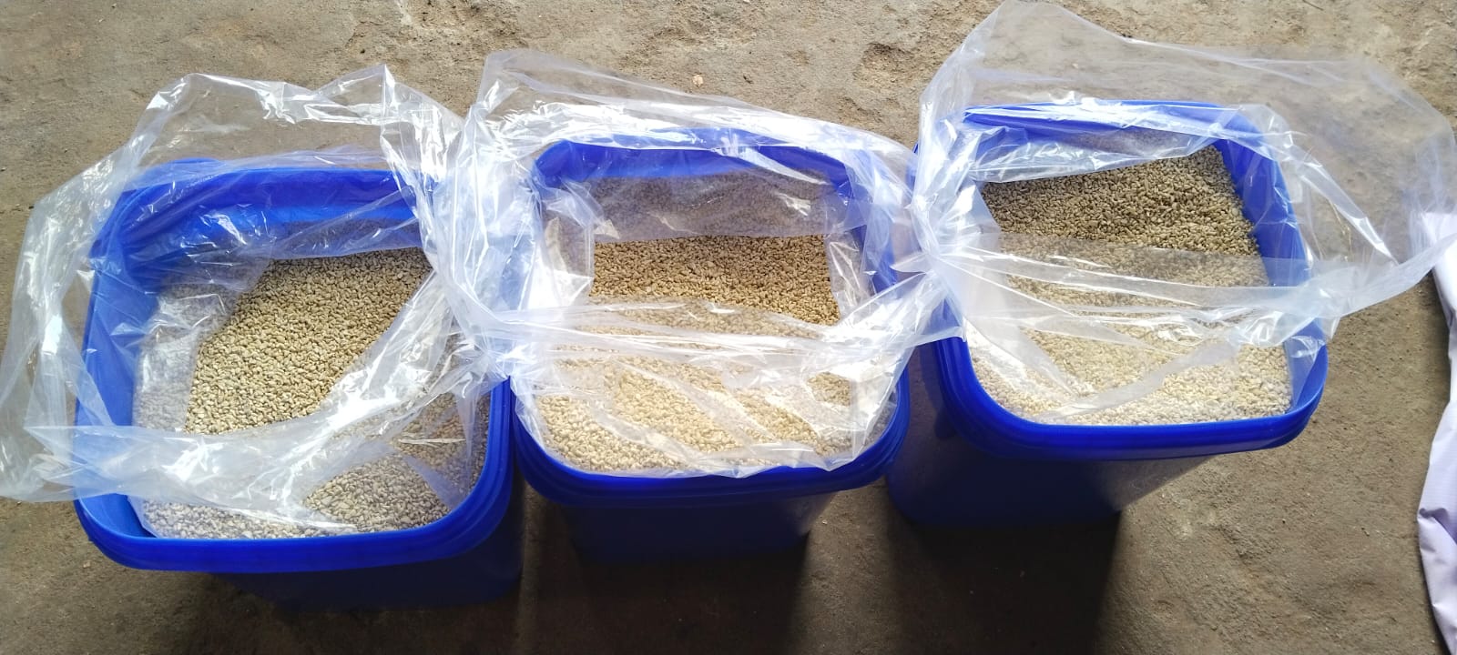 wholesaler supplier -cashew nuts- SONIPAT