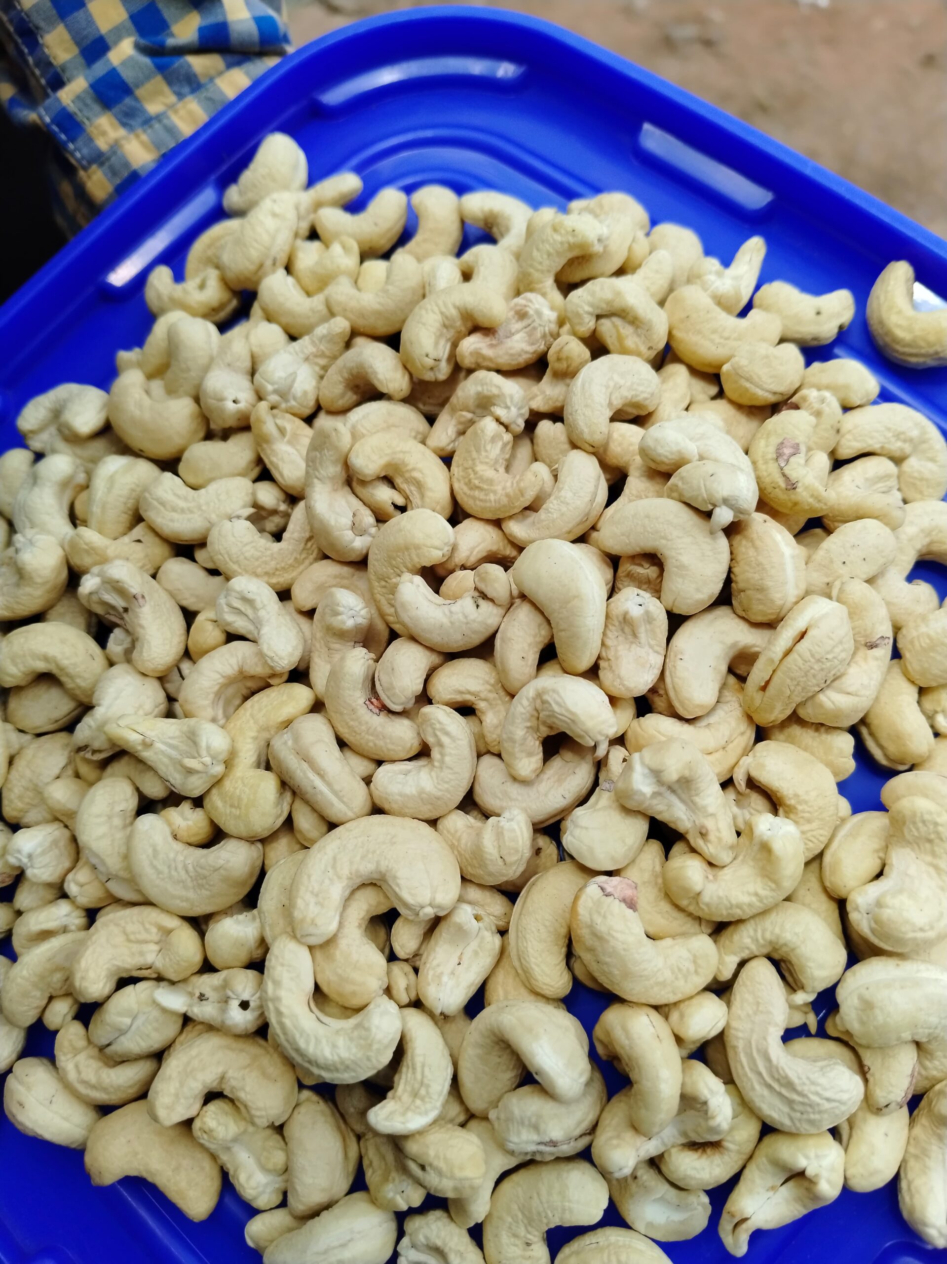 wholesaler supplier -cashew nuts- SONIPAT