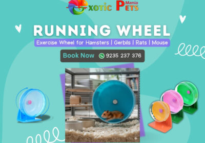 Hamster-Running-Wheel-Exotic-Pets-Mania