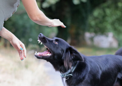 Shutterstock_2045681591