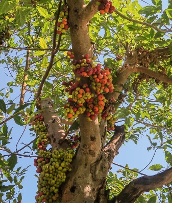 Shukra graha ke liye gular