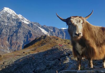 sanjay-hona-n_Hm7MvQHYE-unsplash