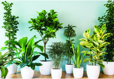 Buy-Best-Garden-Plants-Online