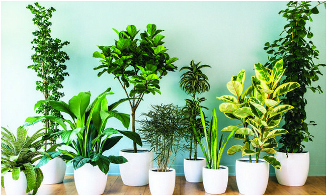 Buy Plants Online